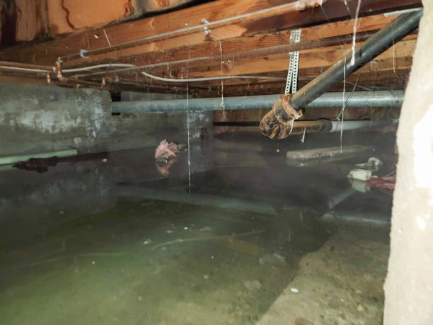 Best Sewage cleanup and water damage restoration  in Pima, AZ